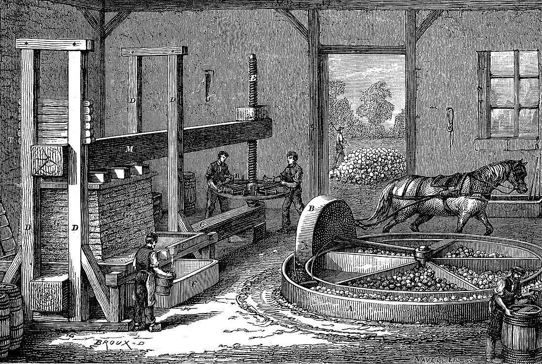 Cider production, 19th century illustration