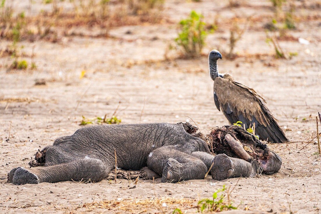 Vultures feed on dead elephant