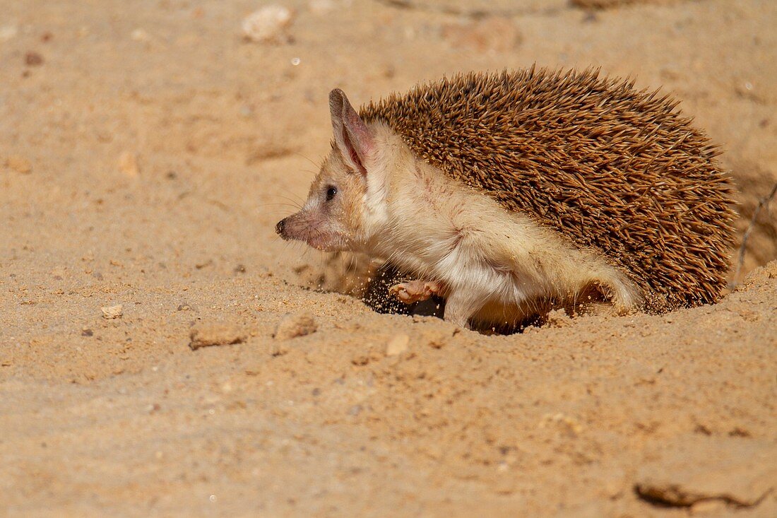 Long-eared hedgehog