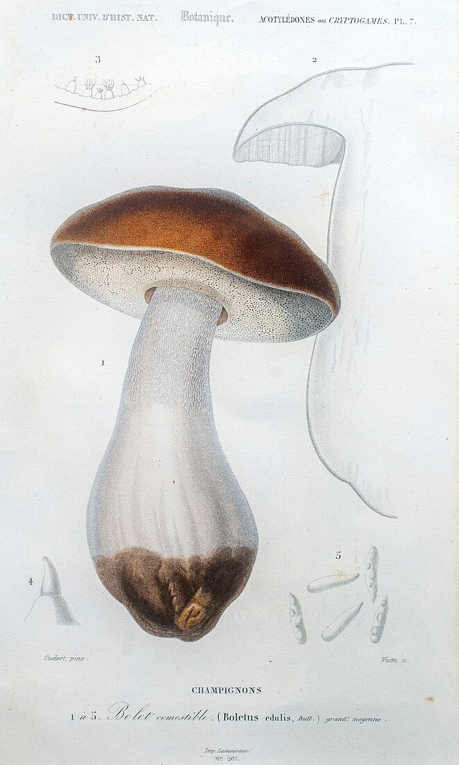 Boletus mushroom, illustration