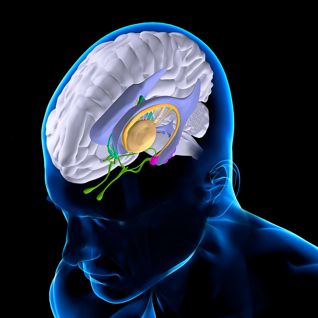 Brain anatomy, illustration