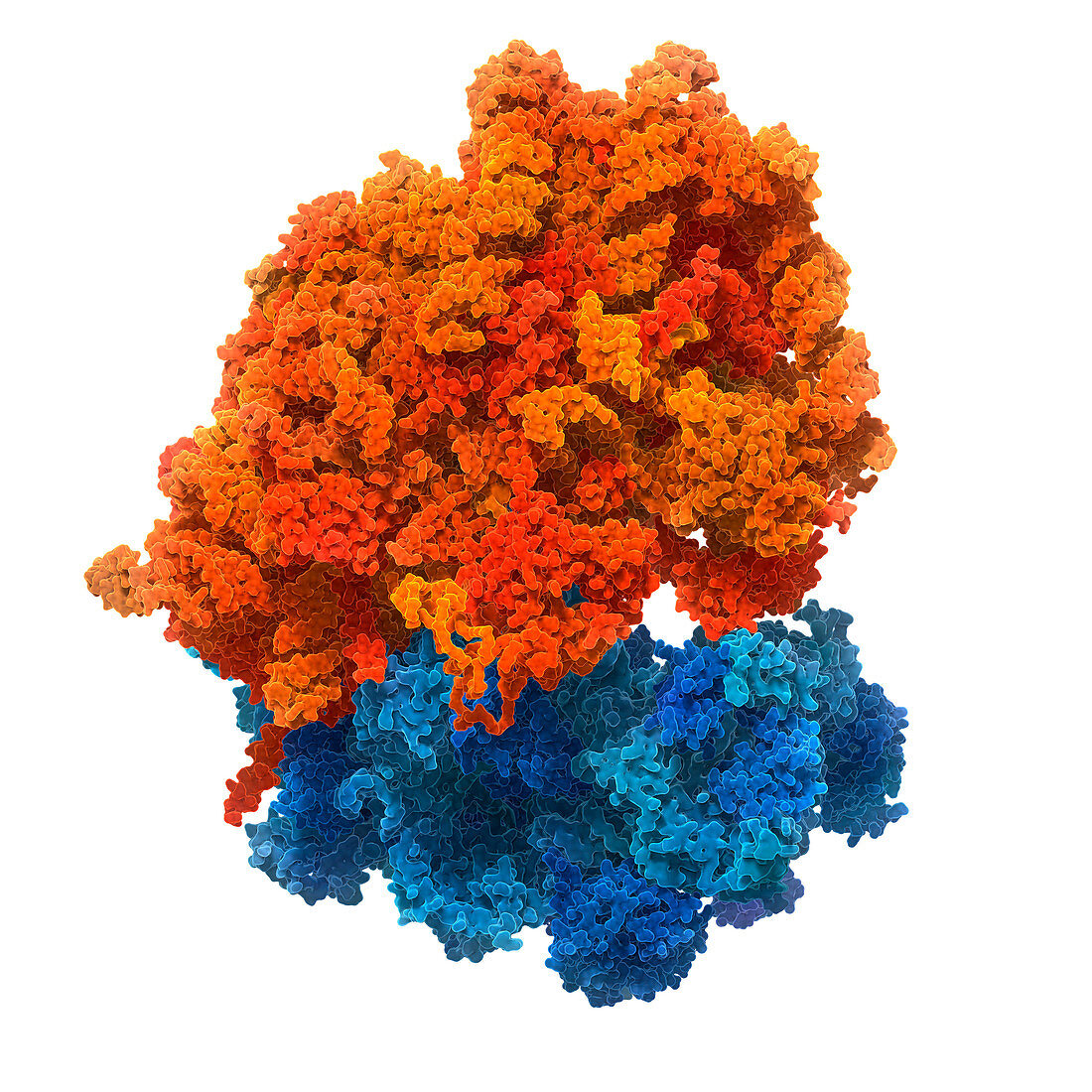 Human ribosome, illustration