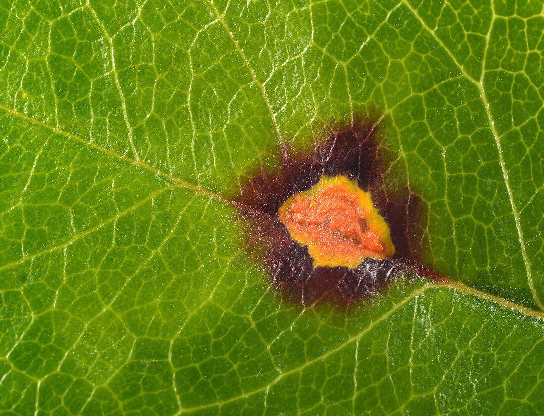 Rose rust on the upper side of a rose leaf