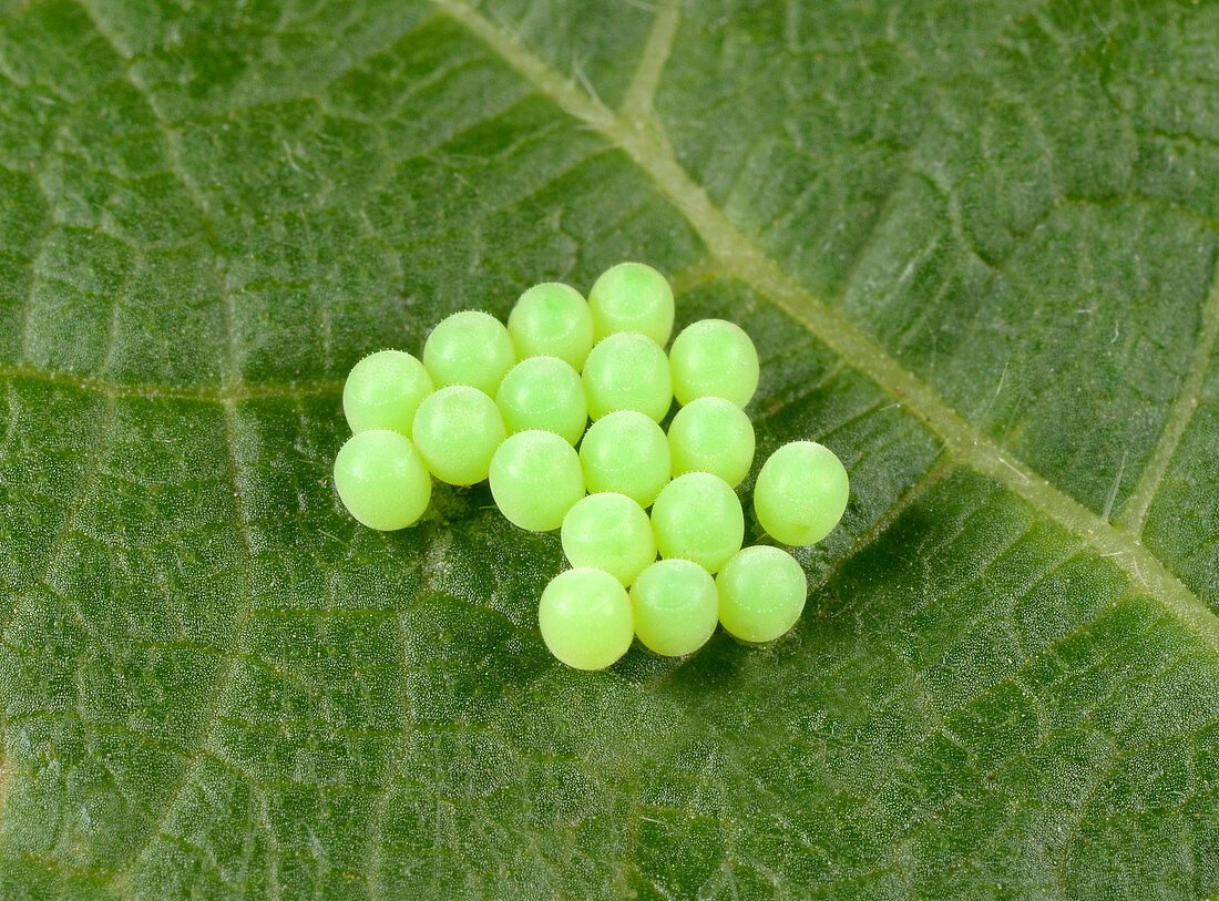 Green shieldbug egg cluster
