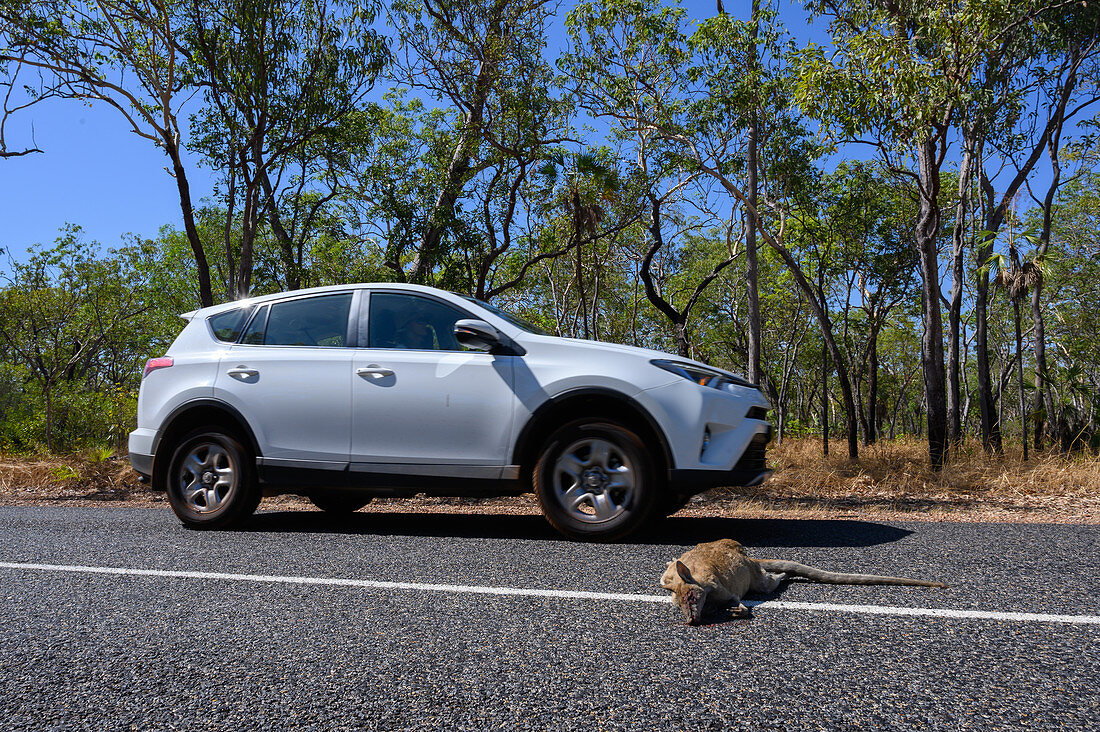 Dead kangaroo on road