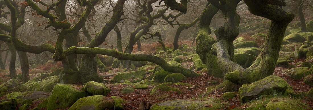 Ancient oaks (Quercus robur)
