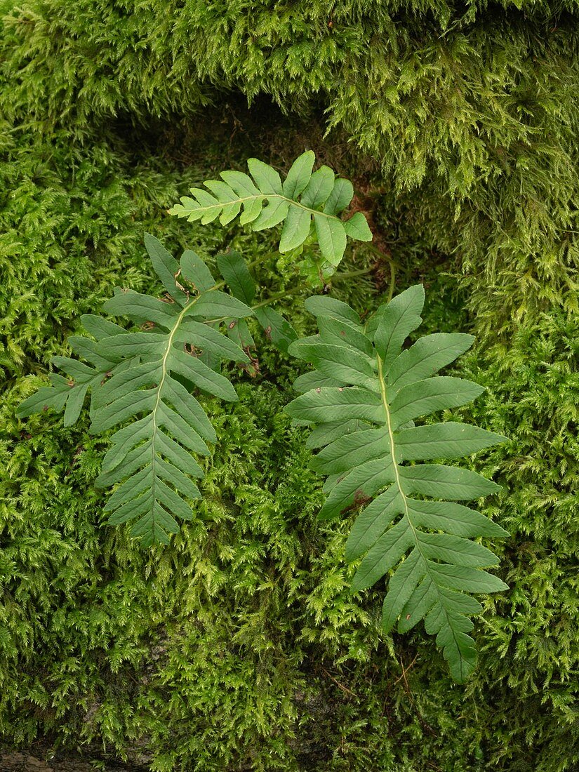 Common polypody (Polypodium vulgare)