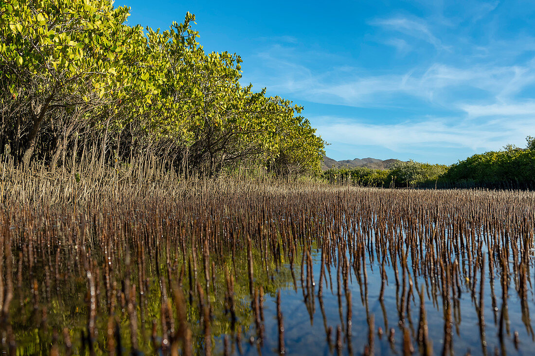 Red mangrove trees