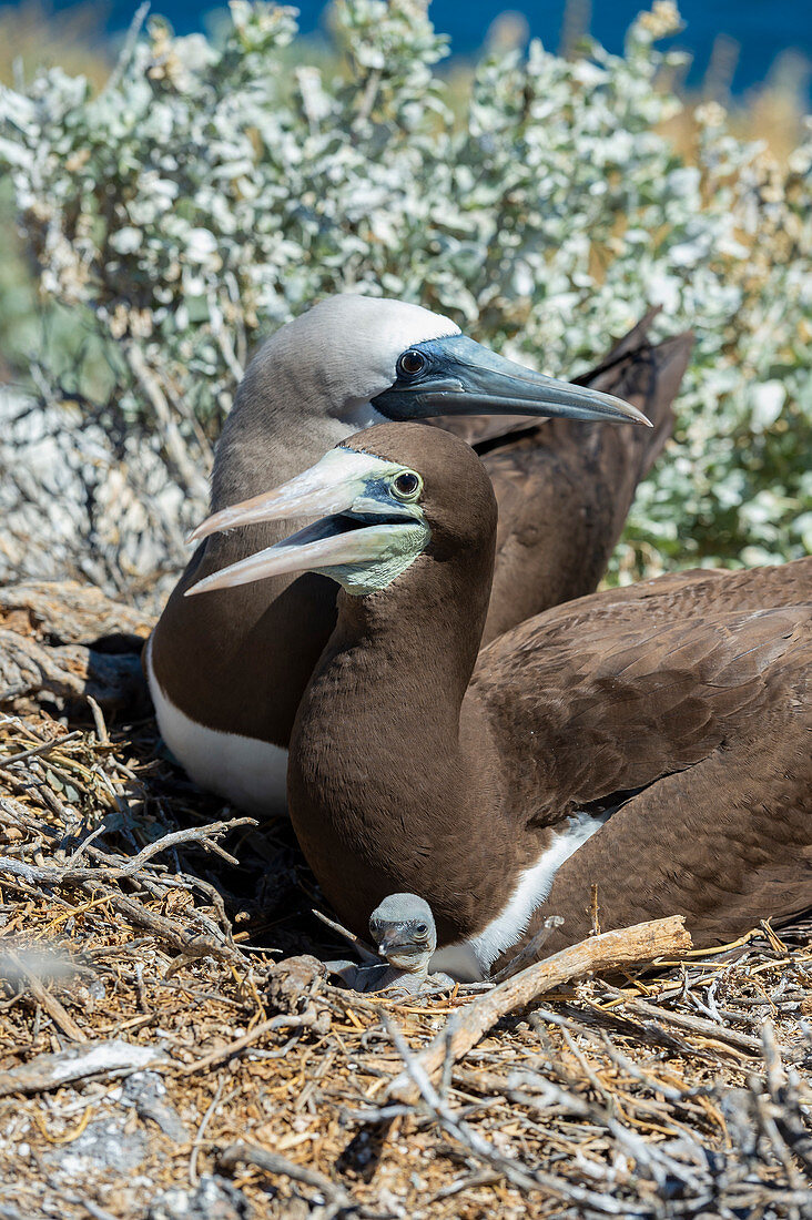 Brown booby parents and chick