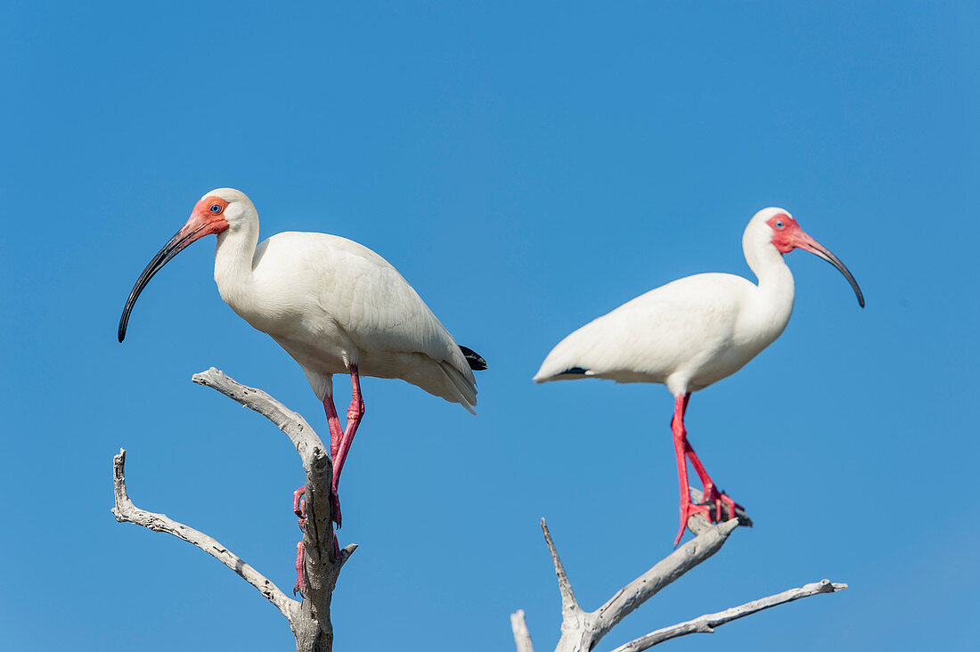 White ibis perched on a dead tree