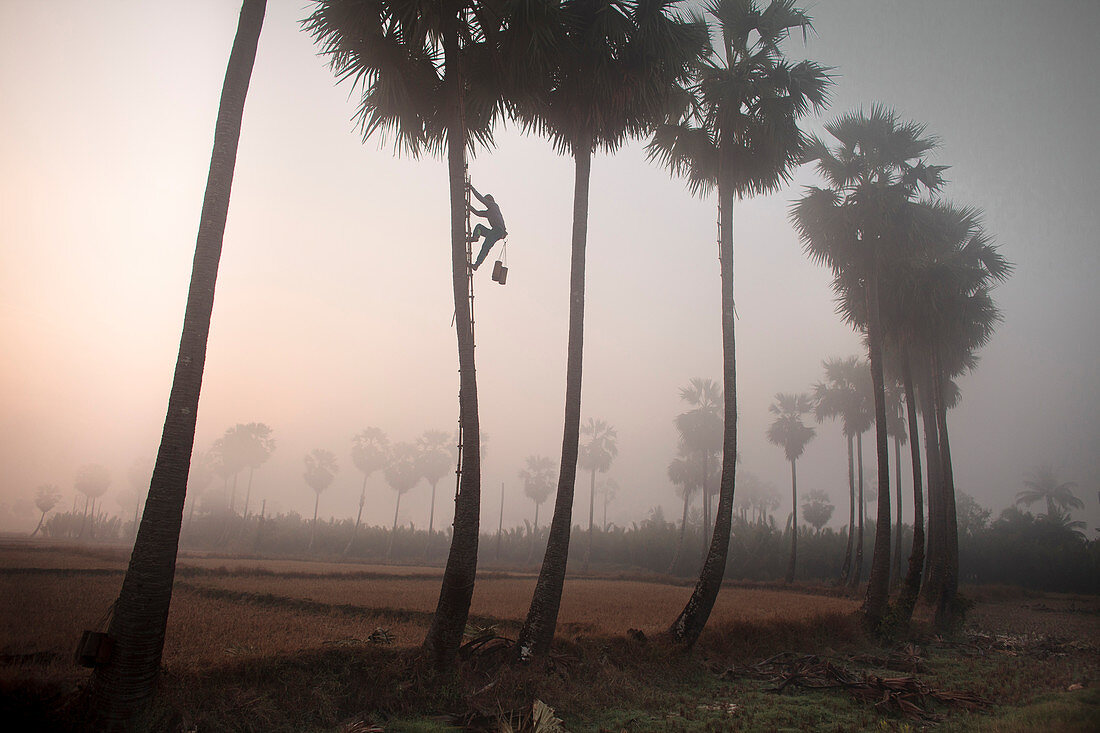 Palm tree farmer climbing tree, Myanmar