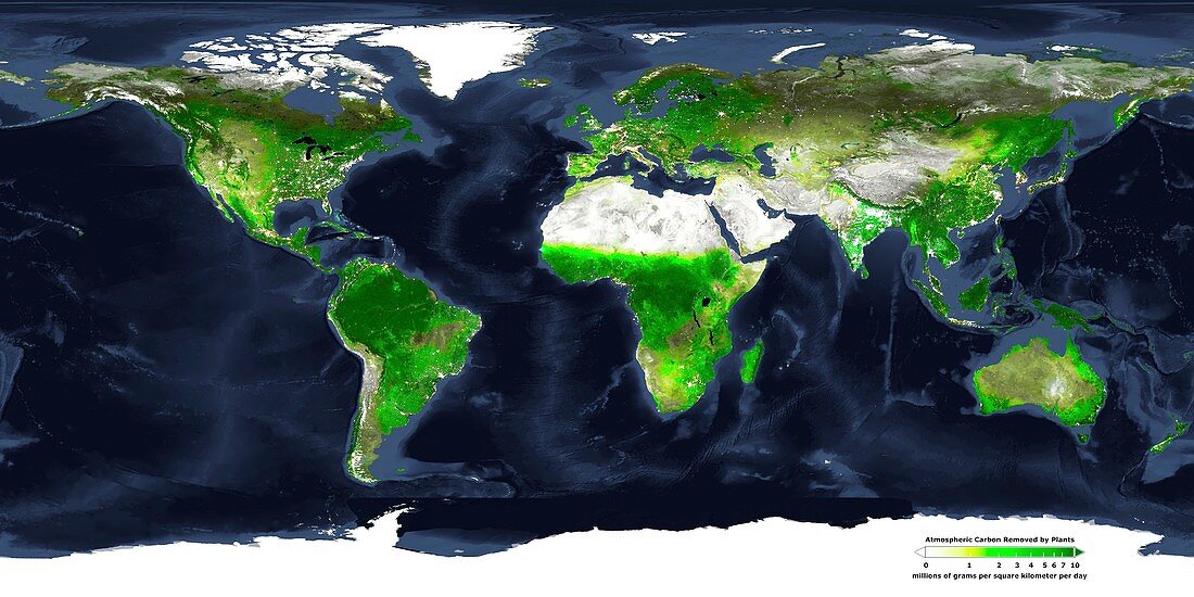 Global atmospheric carbon removal by plants, spring 2000