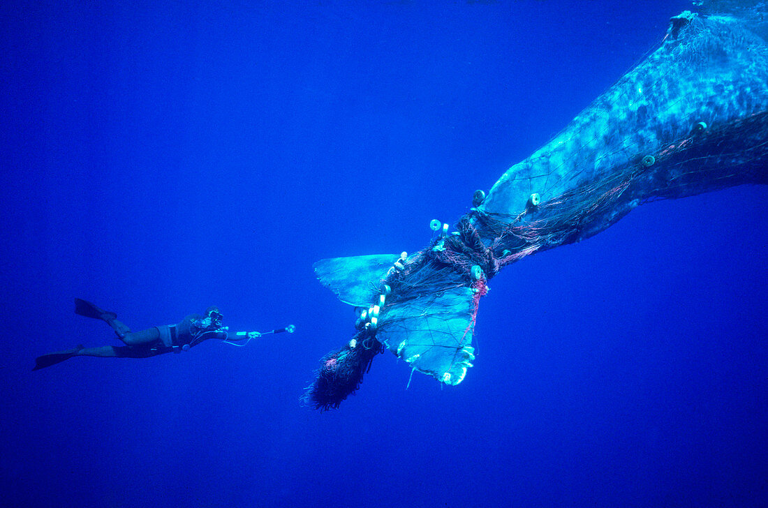 Sperm whale caught in fishing net