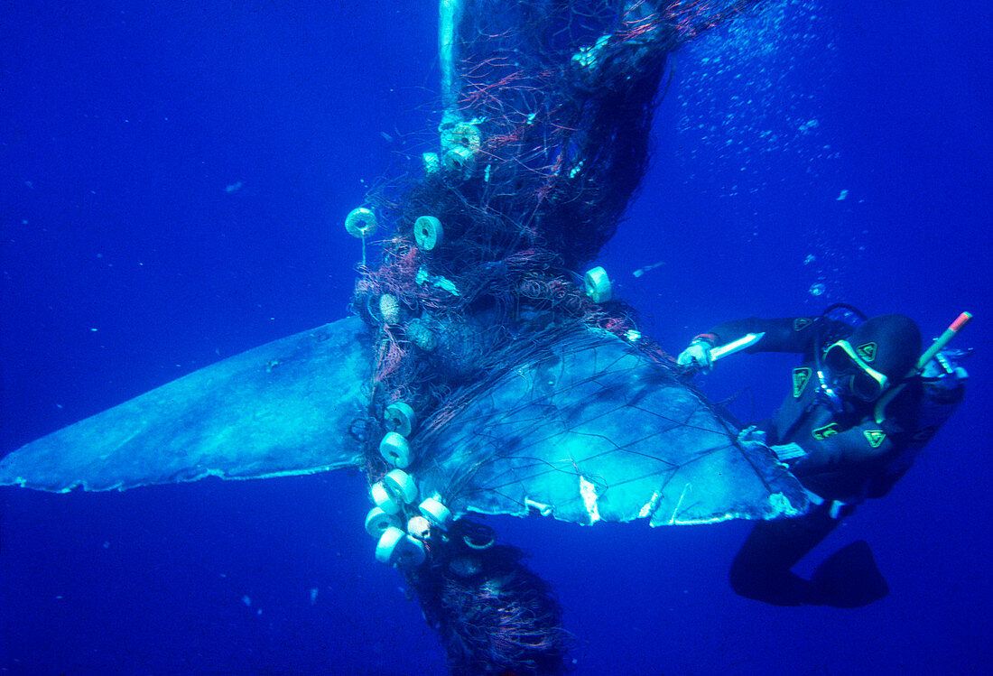 Sperm whale caught in fishing net