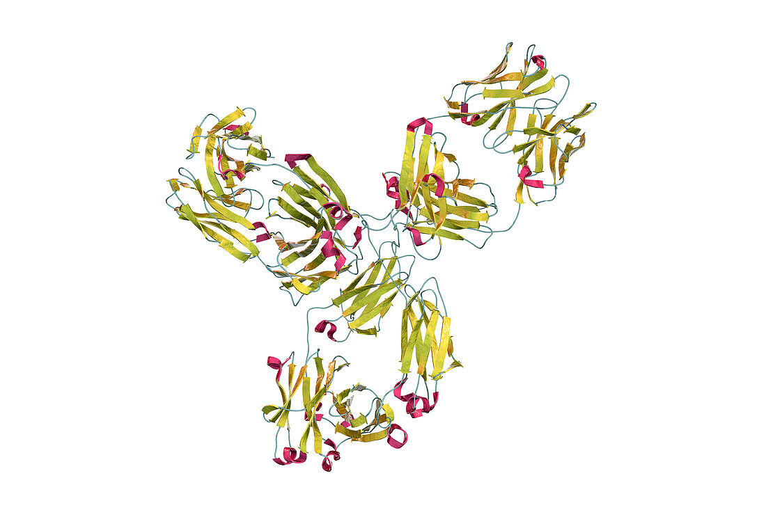 Pembrolizumab antibody, molecular model