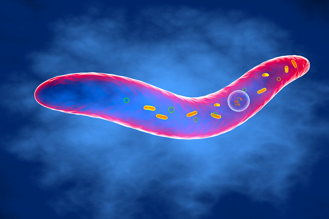Fusobacterium, illustration