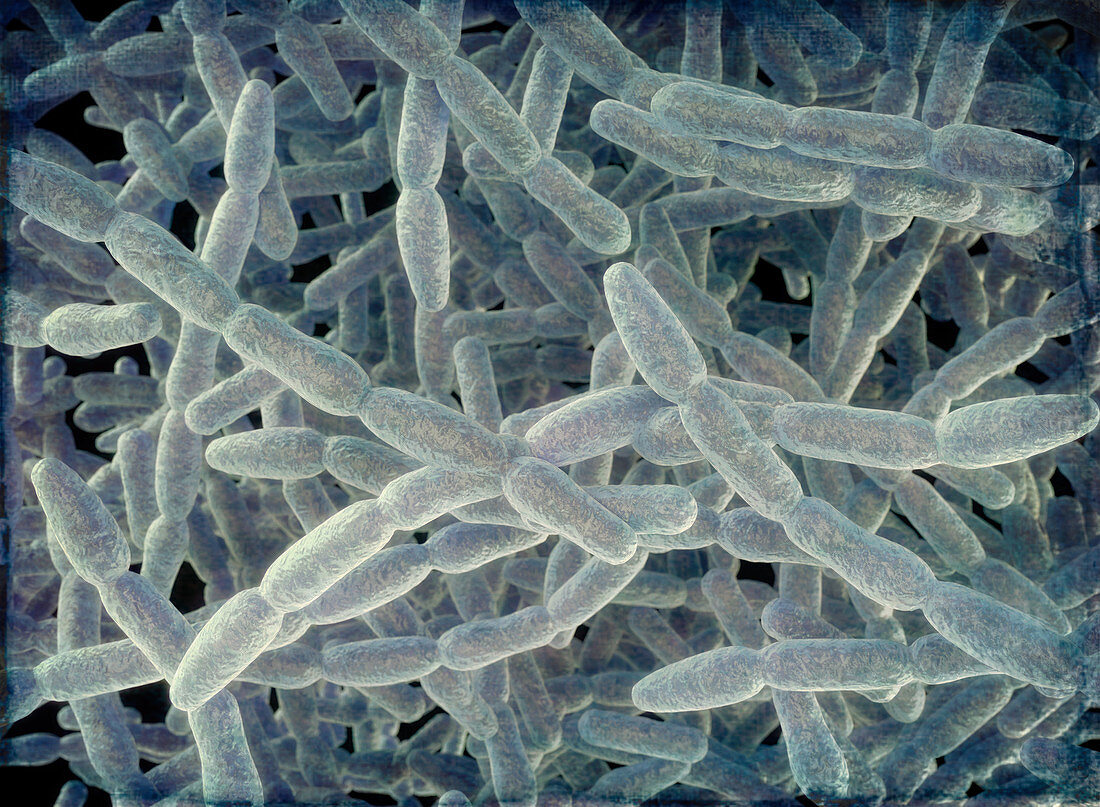 Legionella pneumophila bacteria, illustration