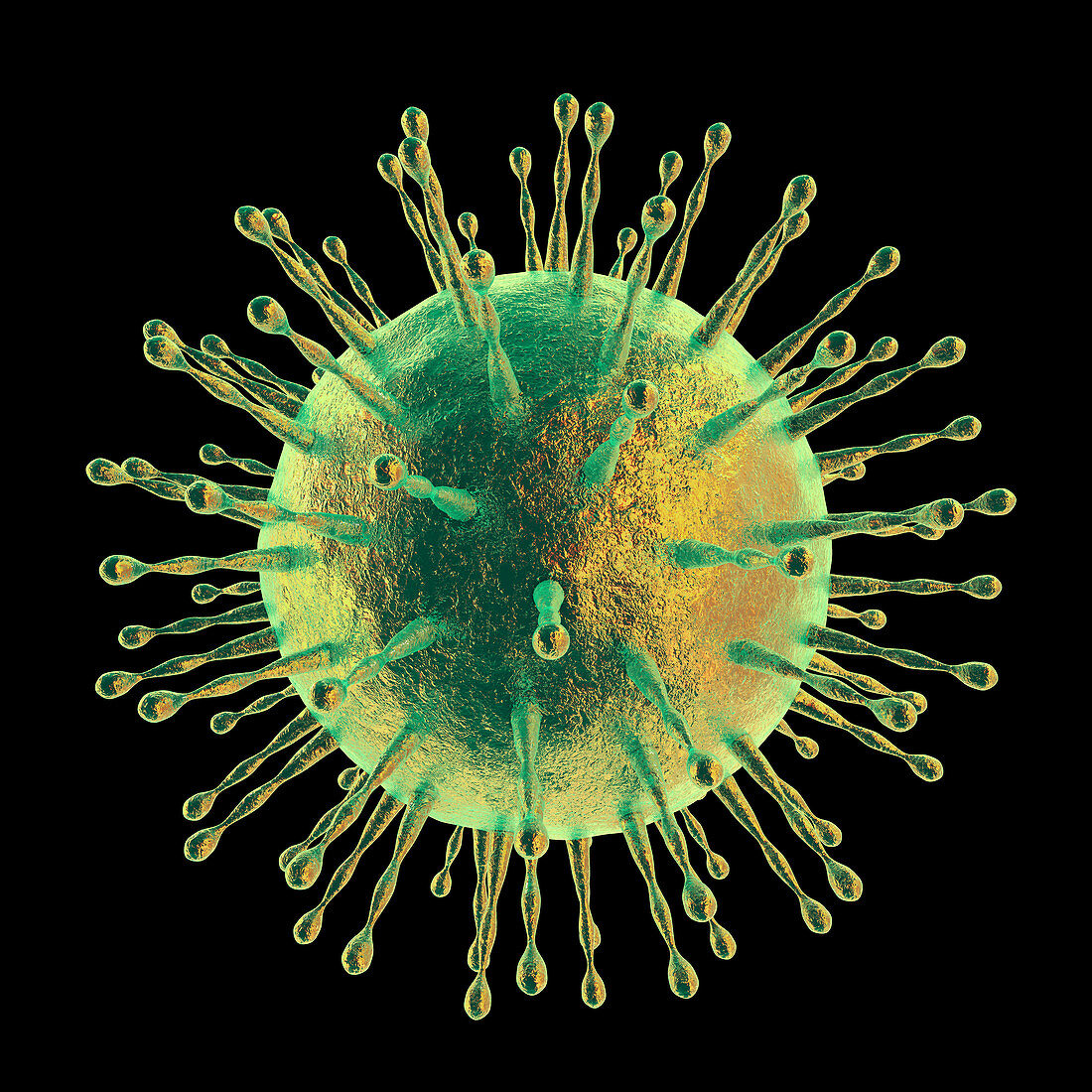 Coronavirus particle, illustration