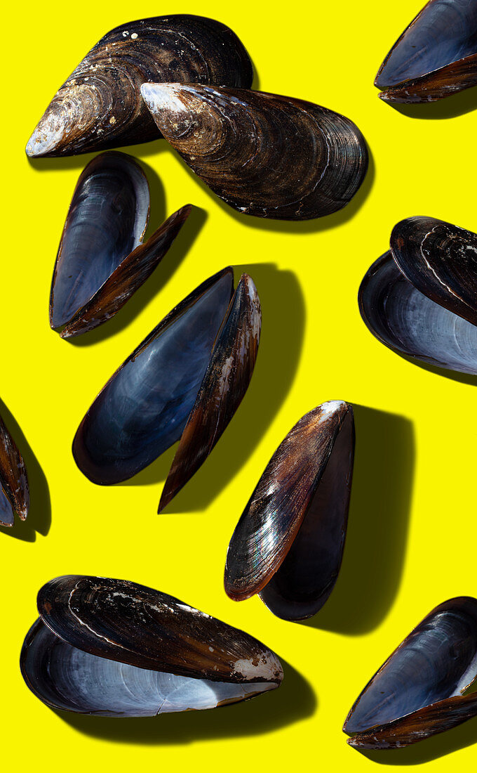 Empty mussel shells on a yellow surface