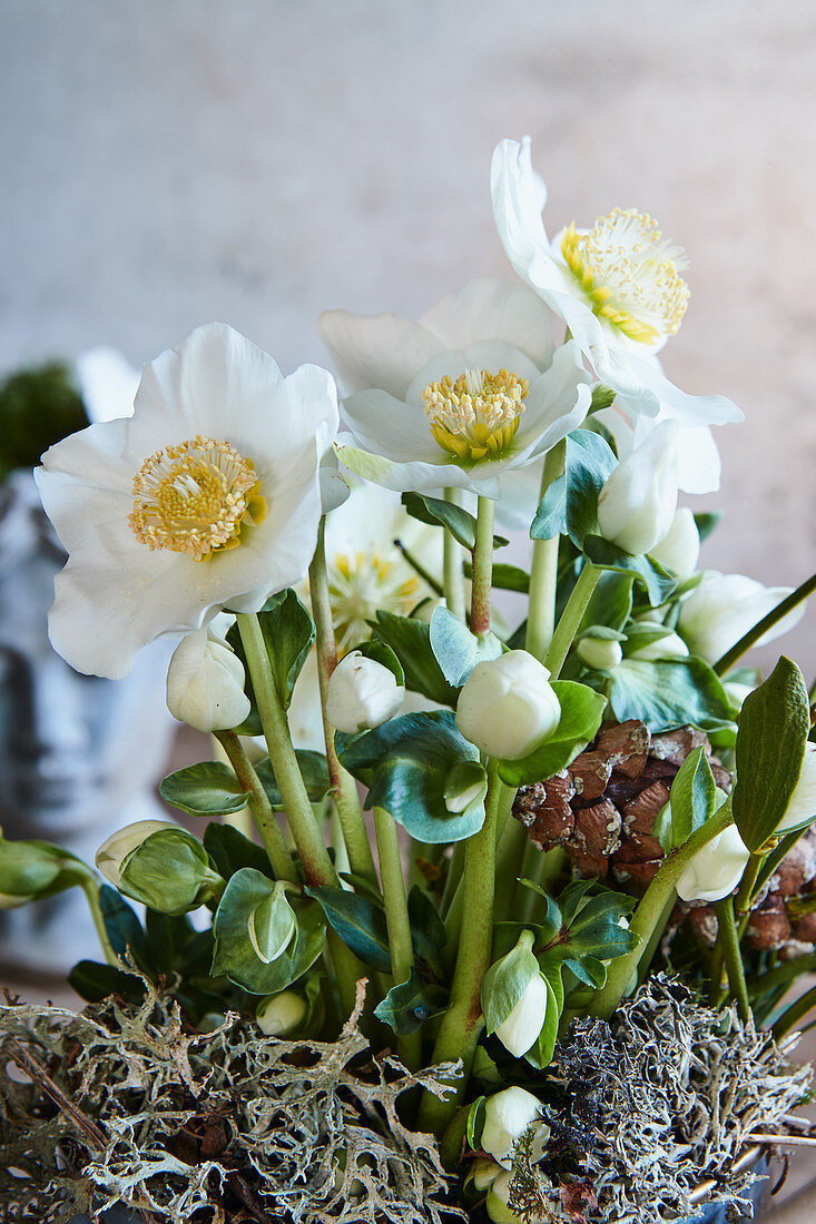 Arrangement of hellebore and lichen