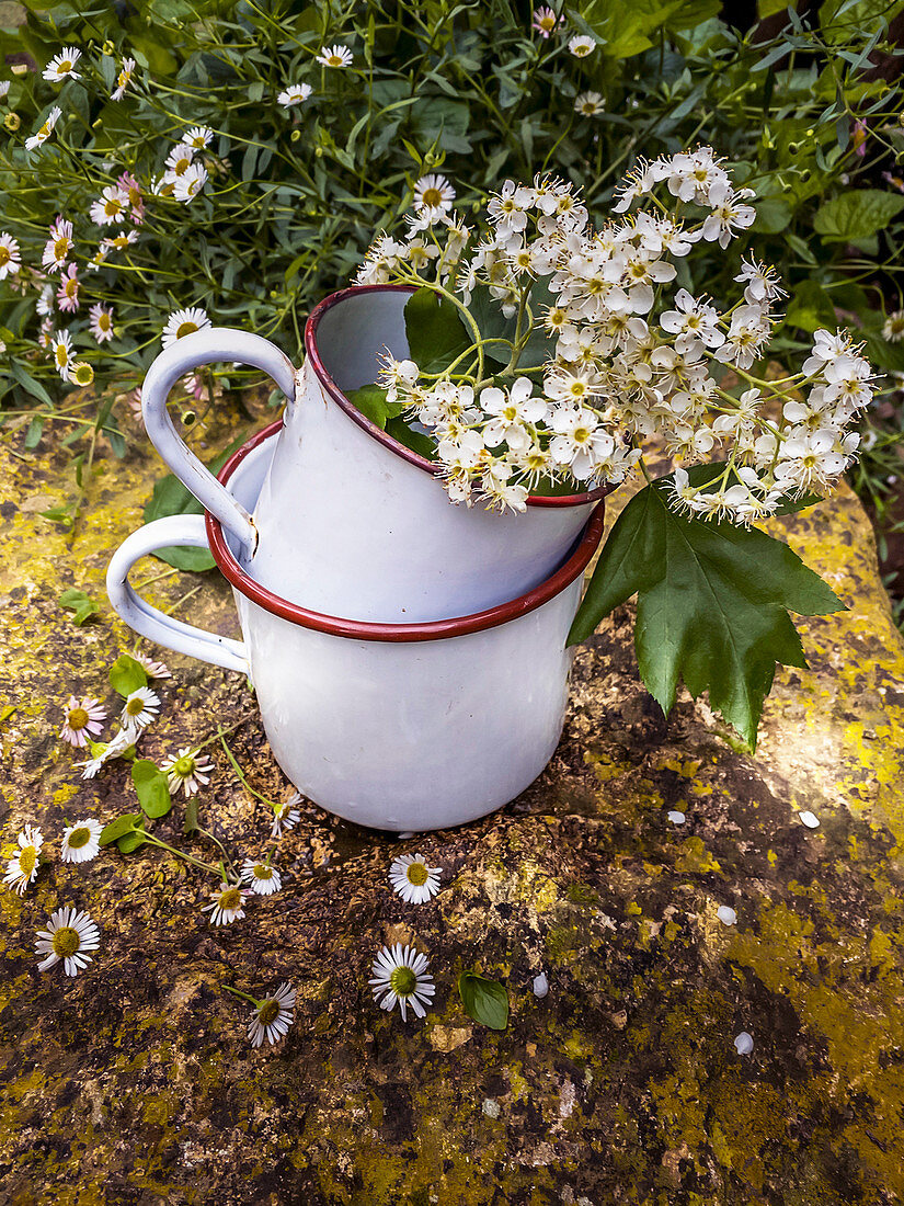 Flowering service tree twigs in enamel pots