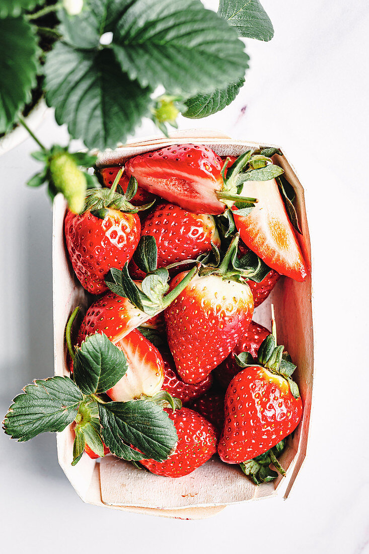 Erdbeeren im Pappschälchen