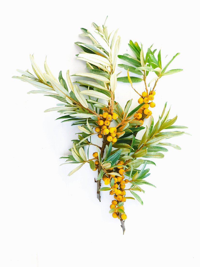 Close-up view of Sea Buckthorn berries