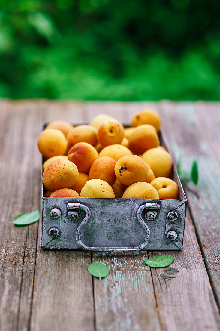 Aprikosen in Vintage-Metallbox auf Gartentisch