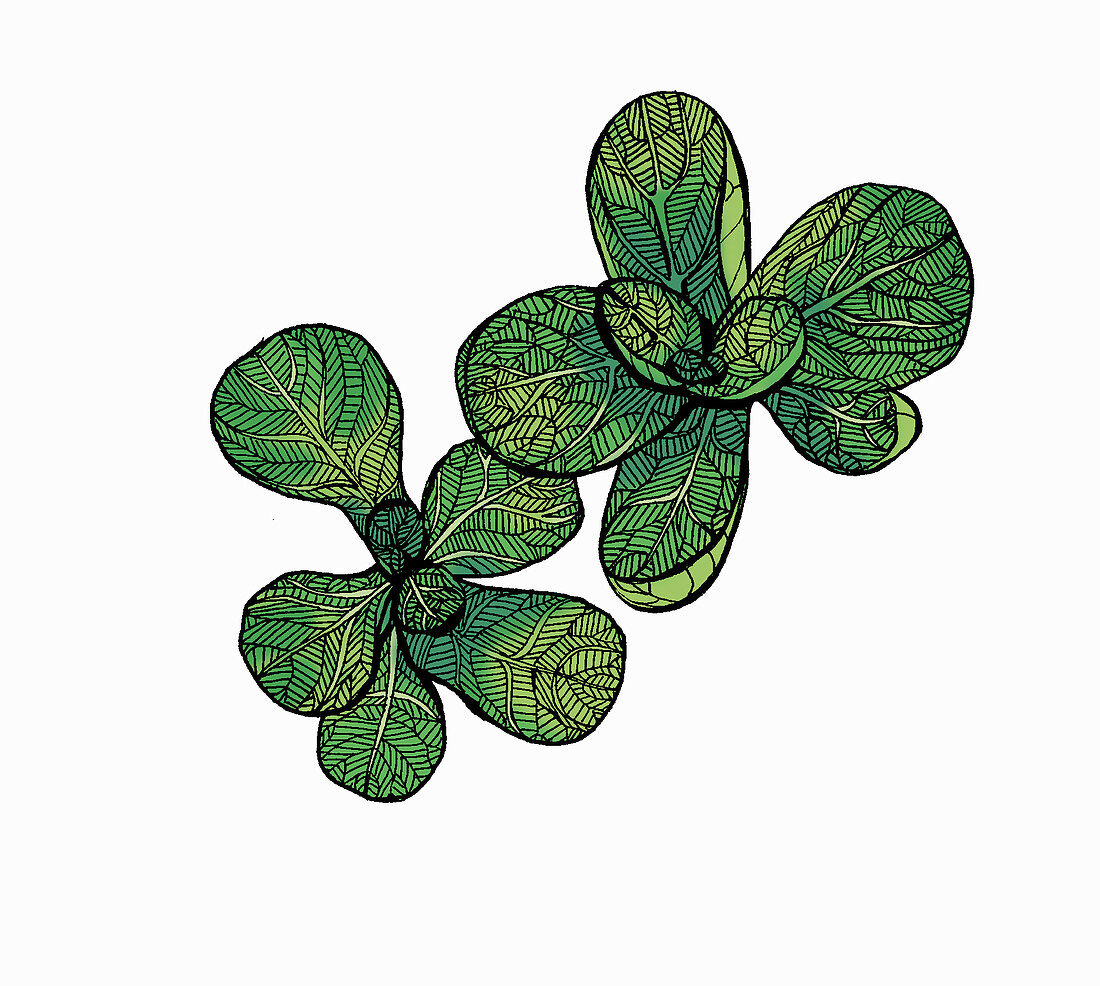 Lambs lettuce illustration