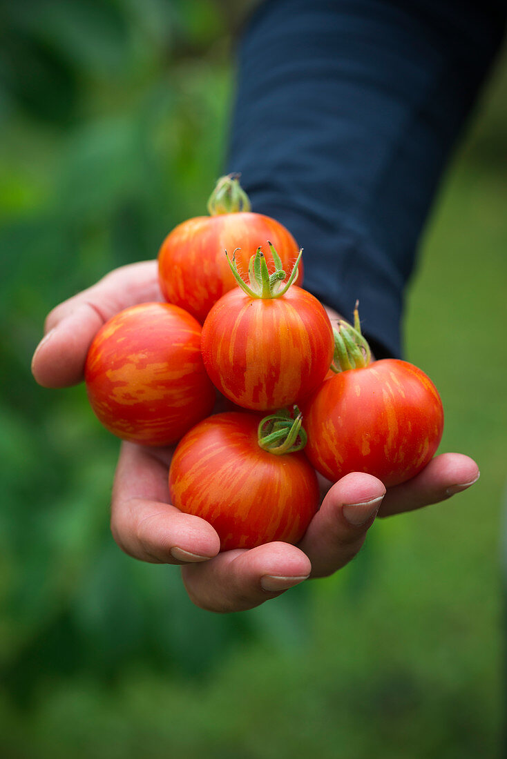 Man holds freshly harvested 'Tigerella' tomatoes in his hand
