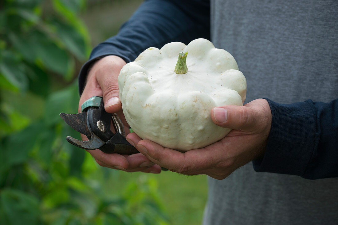 Man holds 'Custard White' patisson in his hands