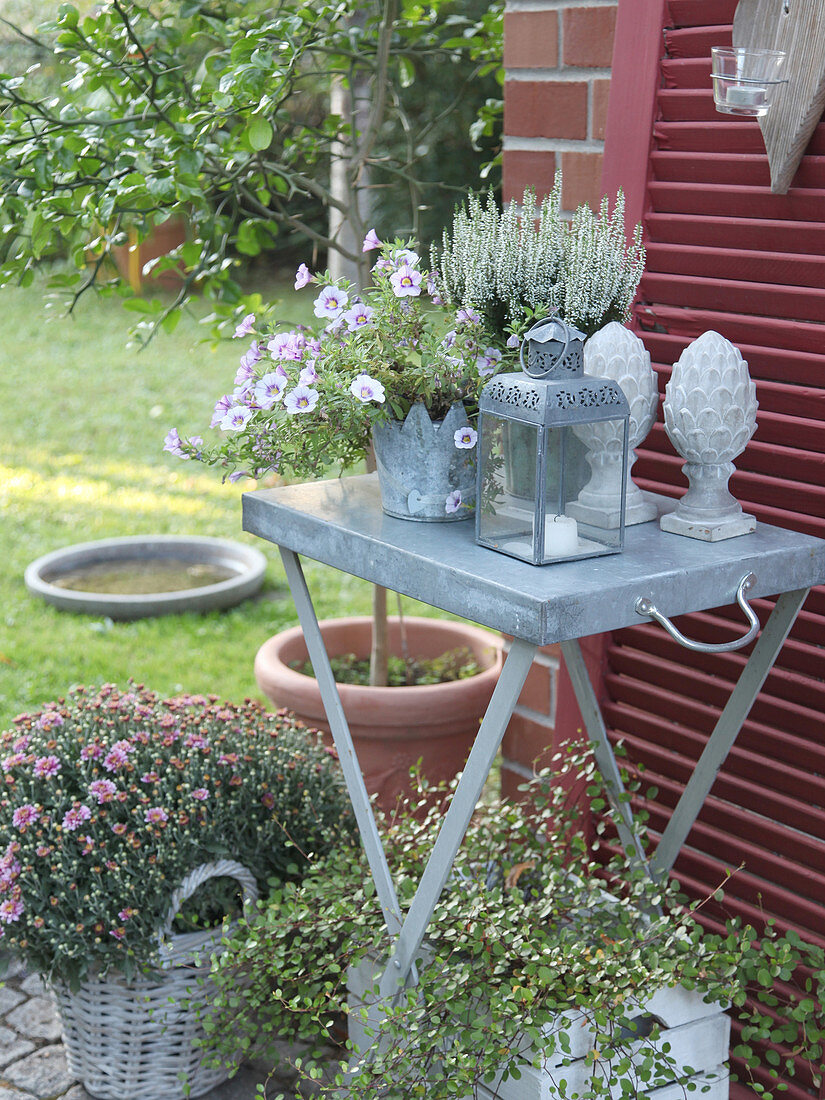 Herbstliche Deko auf der Terrasse mit Chrysantheme, Knospenheide, Petunie und Drahtwein