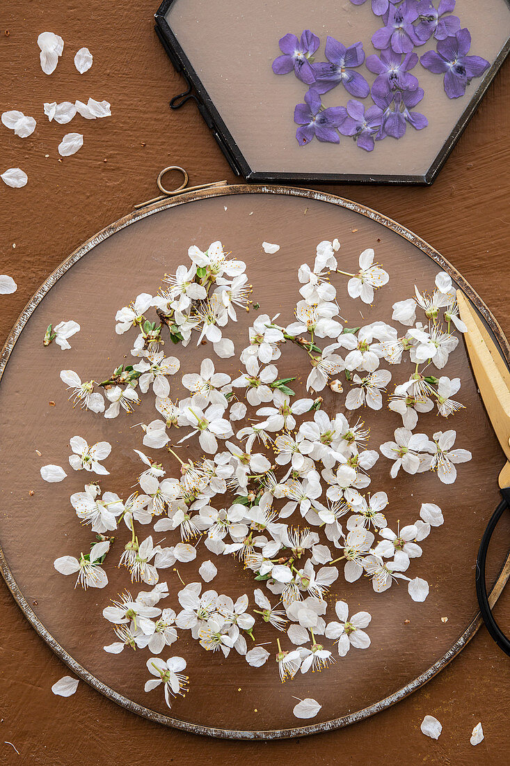 Filling glass frames with pressed spring flowers