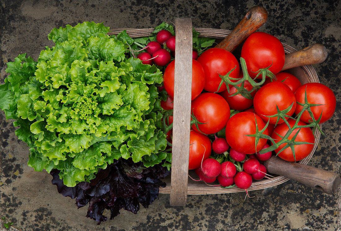 Sommerlicher Gemüsekorb mit Tomaten, Radieschen und Blattsalat
