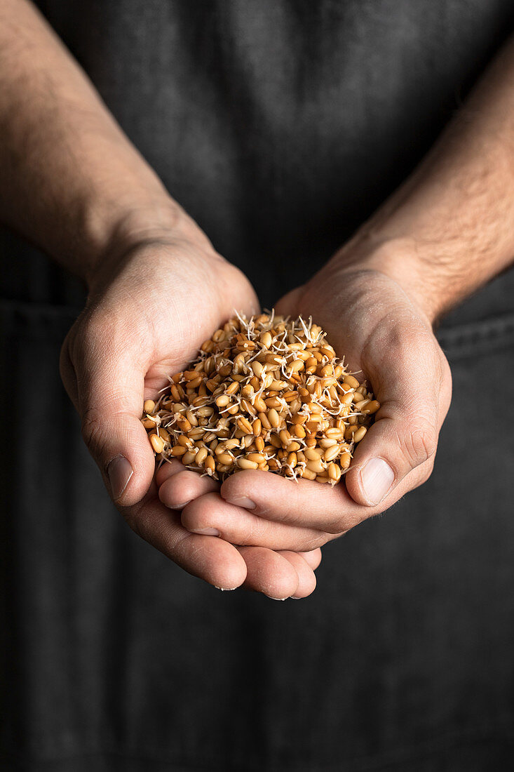 Holding whole wheat sprouts for healthy artisan bread