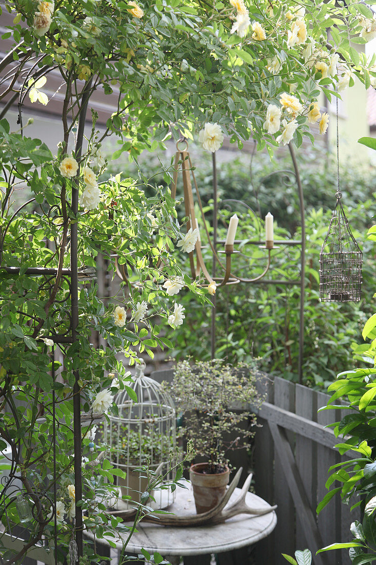 Rose 'Ghislaine de Feligonde' on tan arched trellis with candlesticks, birdcage, and antlers as decoration
