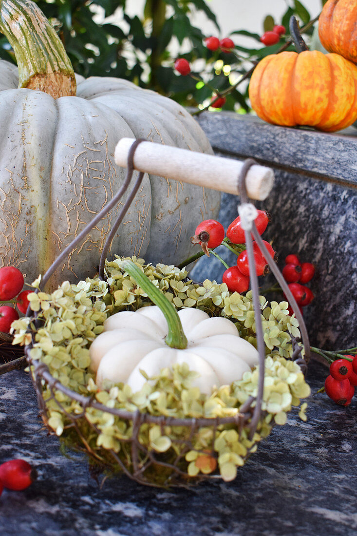 White pumpkin in wreath of hydrangea in small basket