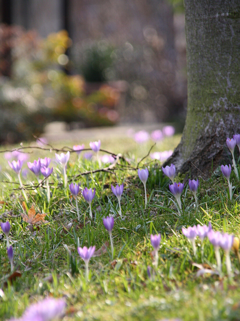 Elfenkrokusse im Frühling in der Wiese unterm Baum