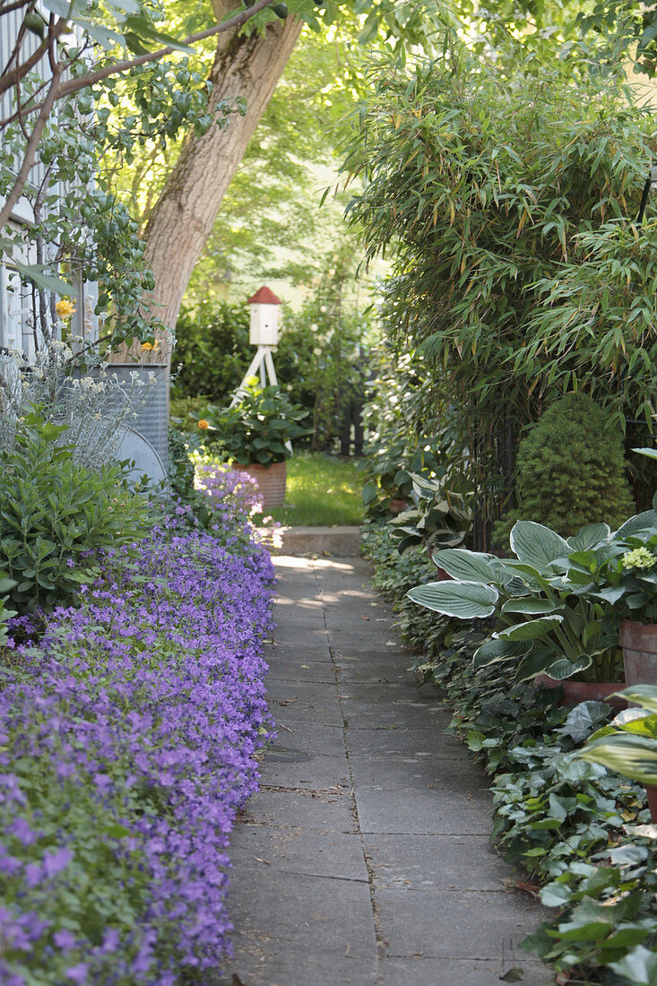 Garden path lined with campanula, hostas, bamboo and ivy