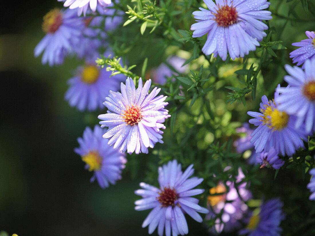 Nahaufnahme von Blüten der Glattblattaster