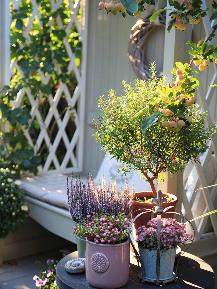 Autumn arrangement with myrtle topiary, budded heather, prickly heath, and sedum plant next to a garden Bench