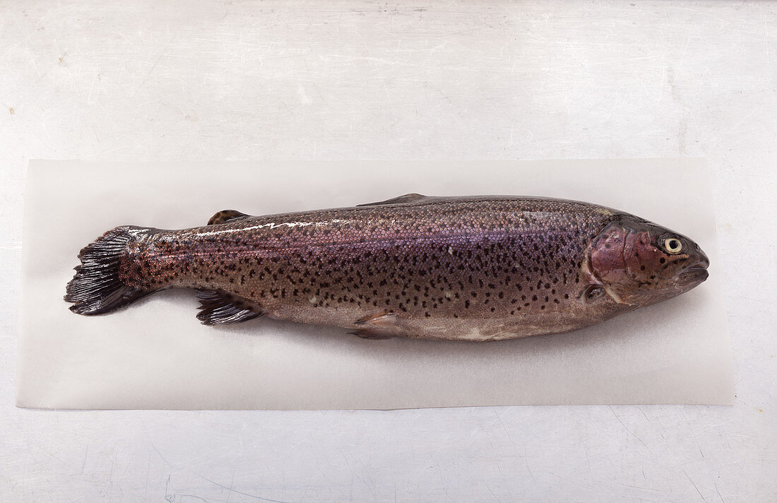 Rainbow trout