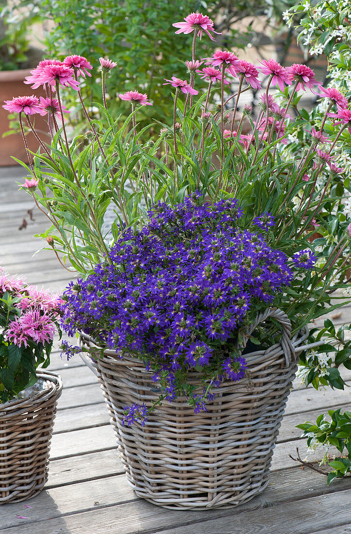 Basket with 'Butterfly Kisses' coneflower and Surdiva fan flower 'Violet Blue'
