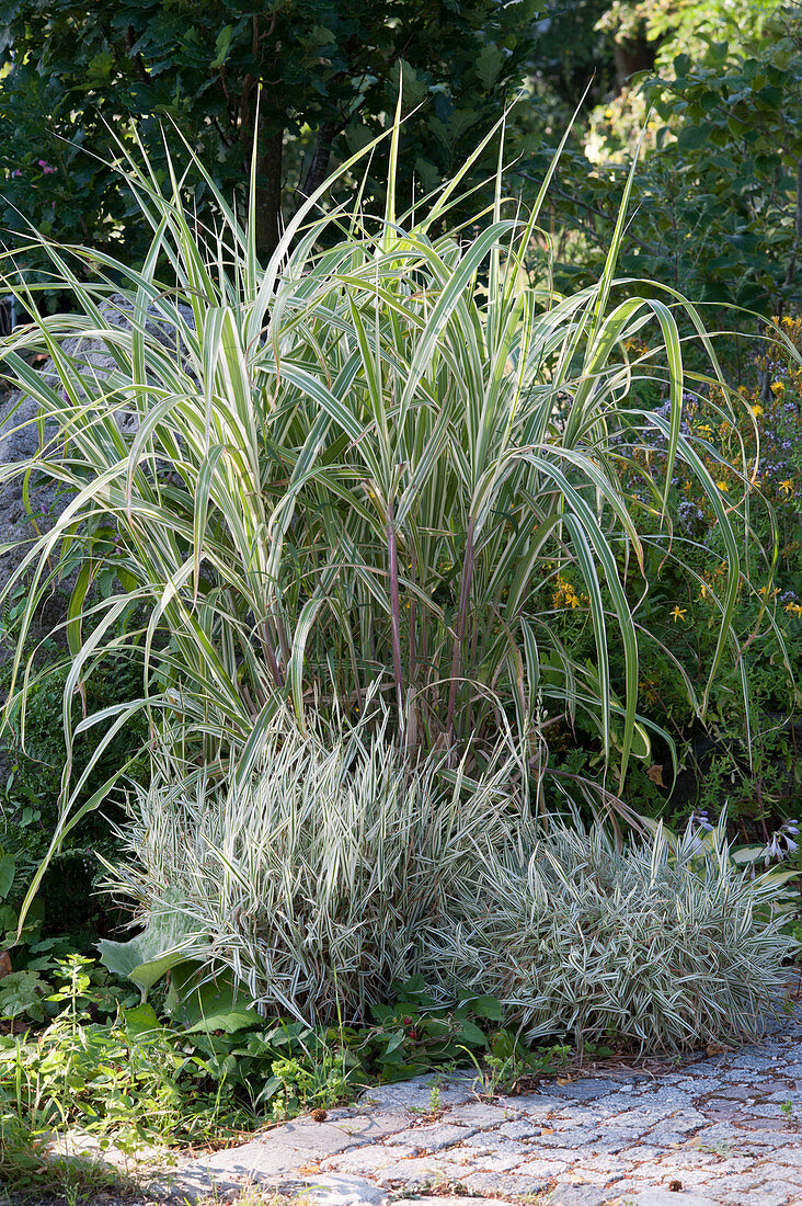 Weißbuntes Pfahlrohr und Honiggras 'Albovariegatus'