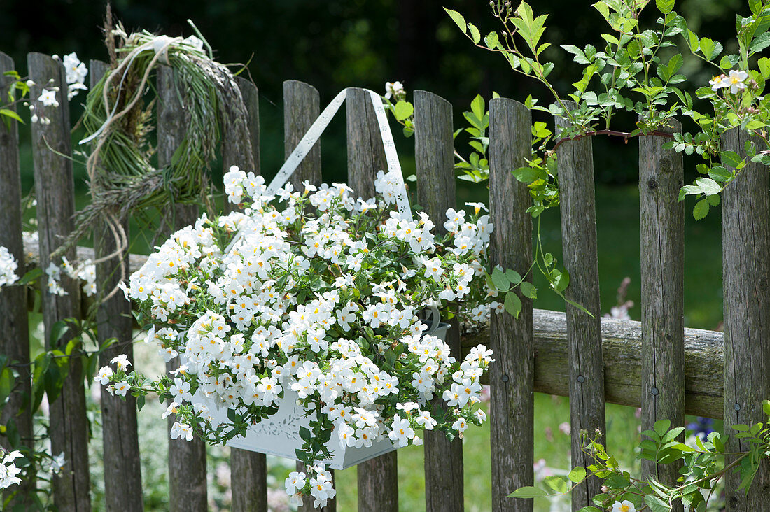 Snowflake flower and grass wreath as a welcome on the fence