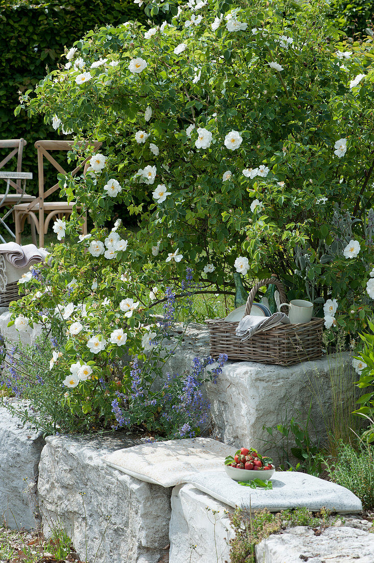 Park rose 'Semiplena' and catnip, basket with bottles, plates, cutlery and napkins, bowls with strawberries on seat cushions