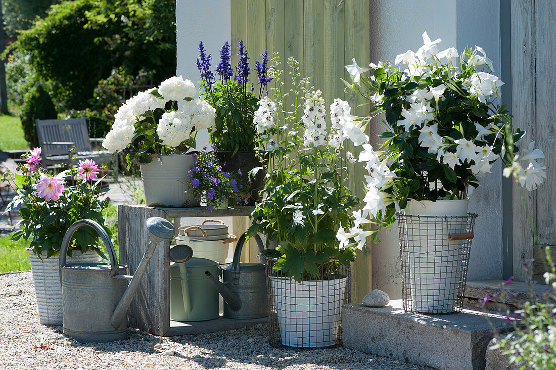 Pot arrangement with mandevilla, delphinium, white sage, hydrangea and dahlia