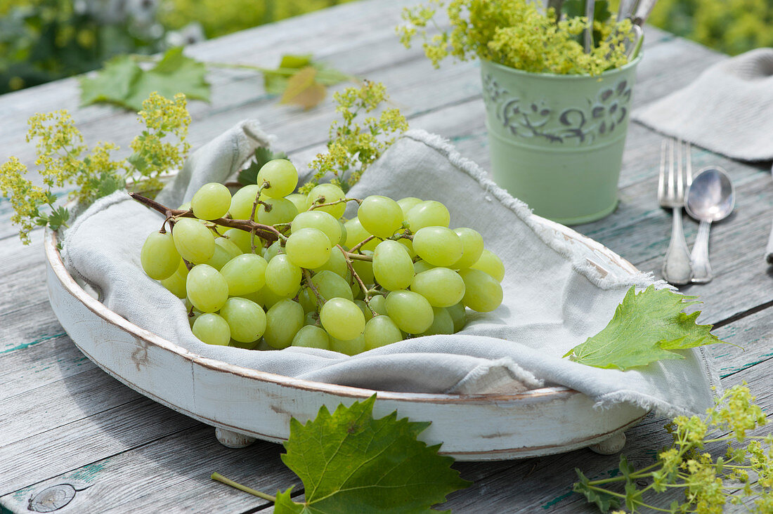 Grapes on a white bowl, decorated with lady's mantle