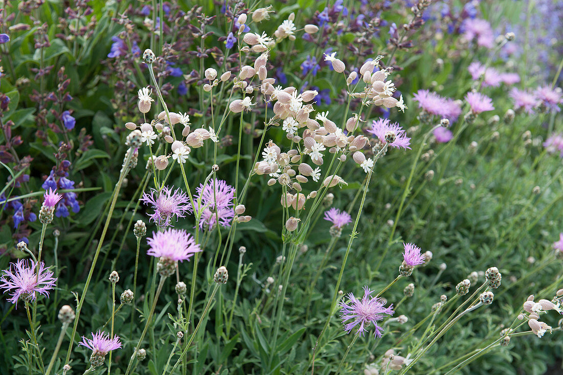 Wildblumenbeet:  weiße Lichtnelke, Wiesen-Flockenblume und Wiesensalbei