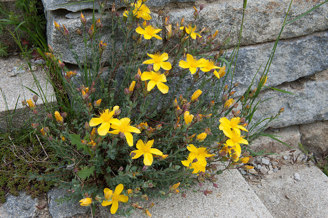 St. John's wort 'Grandiflorum' grows in joints